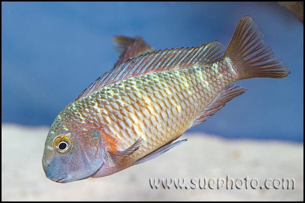 Tropheus moorii 'Molwe'